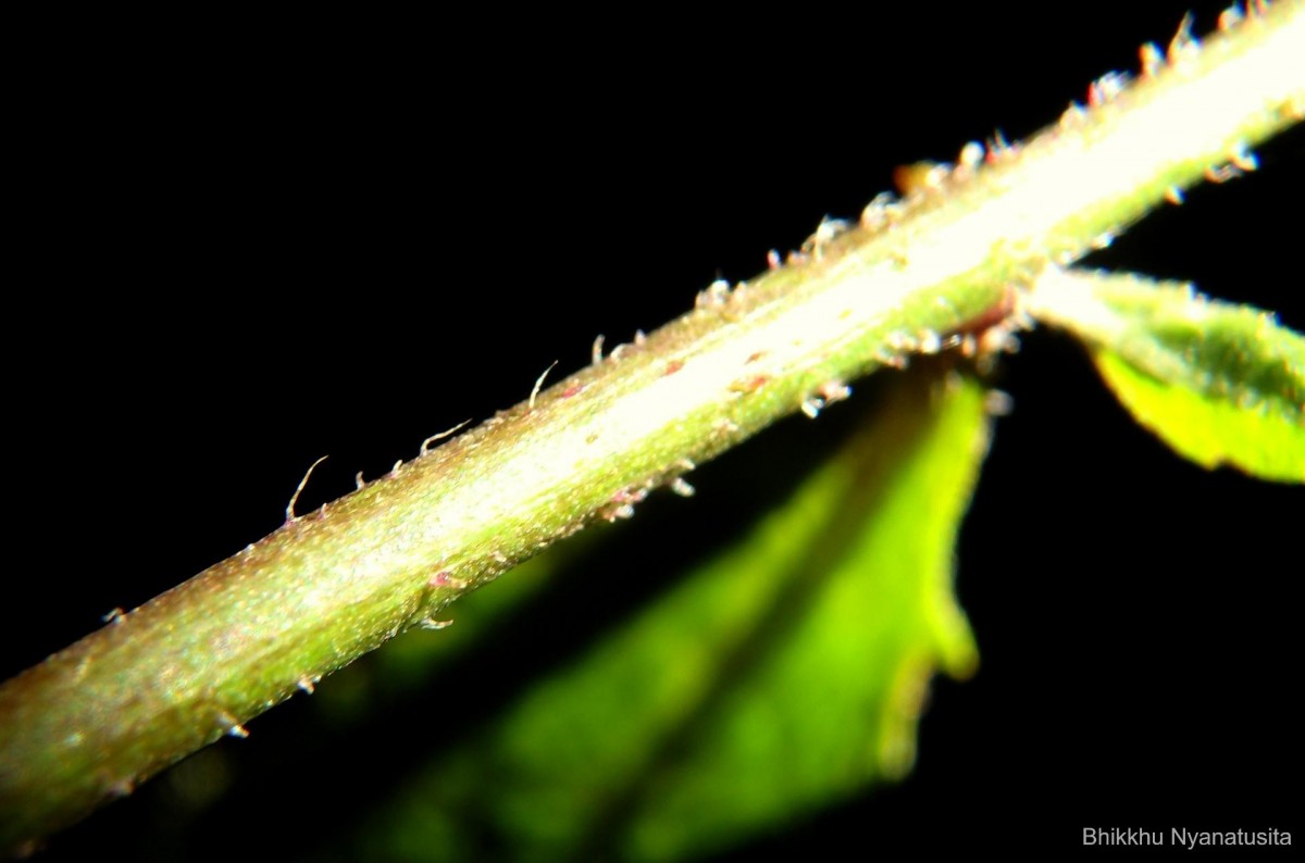 Pluchea paniculata (Willd.) Karthik. & Moorthy